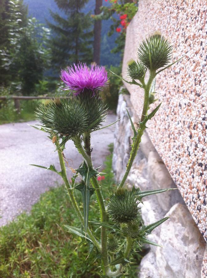 Hotel Il Cardo 산비토디카도레 외부 사진